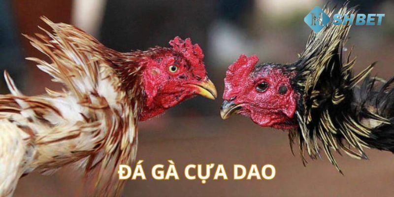 mẹo đá gà cựa dao